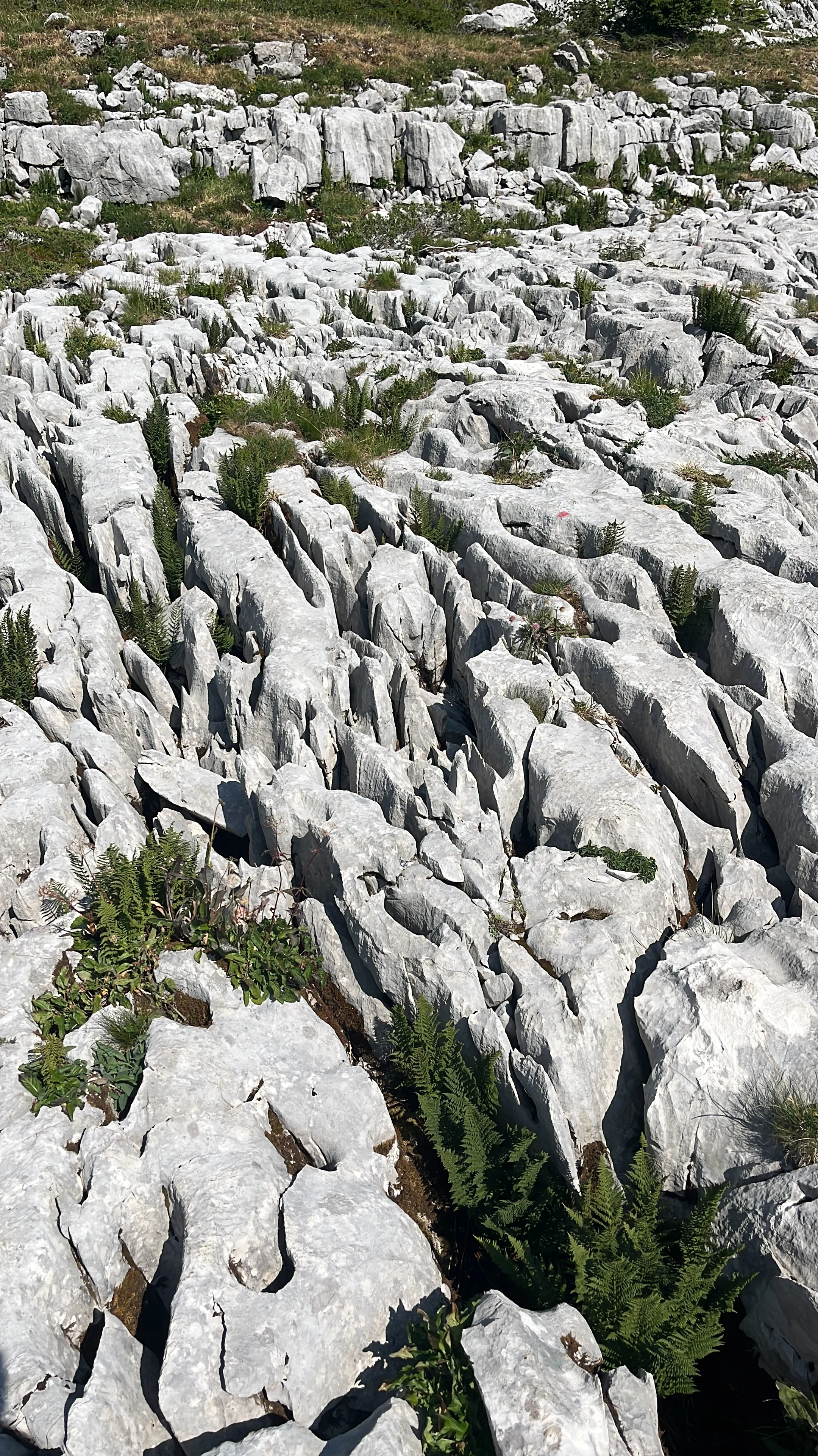 26.08.06_Leysin Berneuse